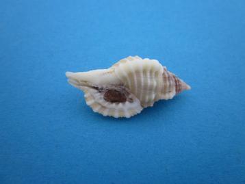Schelpen: Ranellidae, Fasciolariidae & Buccinidae beschikbaar voor biedingen