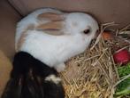 Baby konijntjes, Dieren en Toebehoren, Konijnen, Meerdere dieren