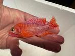 Jongen van Seifert Fire Fish, Dieren en Toebehoren, Vissen | Aquariumvissen, Vis, Zoetwatervis