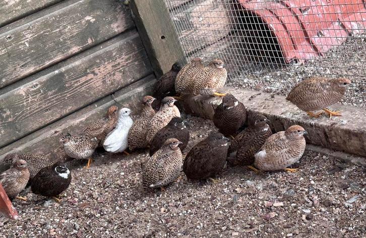 Chinese dwergkwartels, Dieren en Toebehoren, Vogels | Overige Vogels, Meerdere dieren