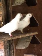 Figurita’s in verschillende kleuren, Dieren en Toebehoren, Vogels | Duiven, Meerdere dieren, Overige soorten