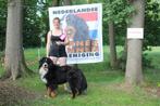 Goedgekeurde dekreu bernersennen HD A en ED vrij., Dieren en Toebehoren, Particulier, Rabiës (hondsdolheid), Reu, 1 tot 2 jaar