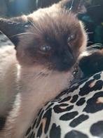 Ragdoll poesje, Dieren en Toebehoren, Katten en Kittens | Overige Katten