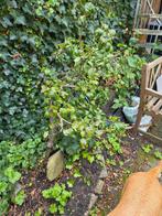 Perenboom, Ophalen, 100 tot 250 cm, Perenboom, Lente
