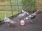2 paar de allermooiste en grootste Kalkoenen ! Kalkoen fors, Dieren en Toebehoren, Pluimvee, Meerdere dieren, Kalkoen