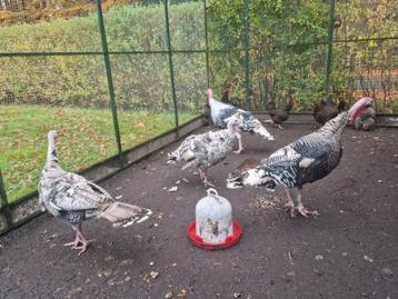 2 paar de allermooiste en grootste Kalkoenen ! Kalkoen fors beschikbaar voor biedingen