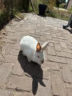Konijn wit met grijs  mannetje, Dieren en Toebehoren, Konijnen, Mannelijk, Middelgroot, 0 tot 2 jaar