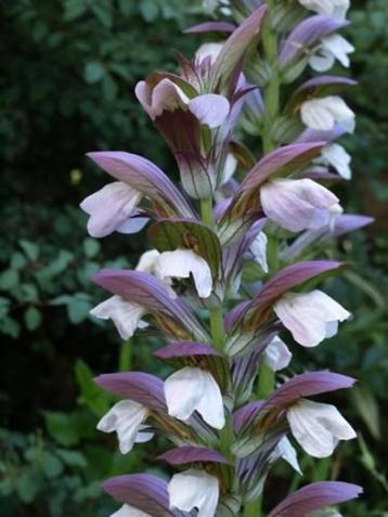 Acanthus hollande du nord beschikbaar voor biedingen