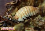 Armadillidium pallasii Orange (Corfu) isopods/pissebedden, Overige soorten