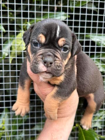 Bullforce Old English Bulldog pups beschikbaar voor biedingen