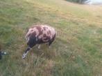 Overjarige zwartbonte dekram, Dieren en Toebehoren, Schapen, Geiten en Varkens, Mannelijk, Schaap