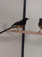1-1 Shama lijsters, Dieren en Toebehoren, Vogels | Overige Vogels, Meerdere dieren, Tropenvogel, Geringd