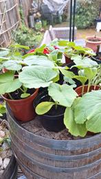 Pompoen plantjes (eetbaar) ca. 20 cm hoog, Tuin en Terras, Zomer, Ophalen of Verzenden, Groenteplanten, Volle zon