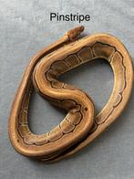 Pinstripe man koningspython ballpython, Dieren en Toebehoren, Reptielen en Amfibieën, Slang