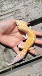 Luipaardgekko (albino tangerine) man, Dieren en Toebehoren, Hagedis