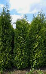 Thuja occ. Brabant | Coniferen | Haagplanten, Tuin en Terras, Planten | Struiken en Hagen, Ophalen, Conifeer, Haag, 100 tot 250 cm