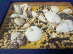decoratie schelpen en zaden, Ophalen of Verzenden, 'T Olde Gre-j, Info@toldegrej.nl, Endepoelstraat 20f Didam