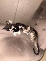 Kitten te koop, Dieren en Toebehoren, Katten en Kittens | Overige Katten, Poes
