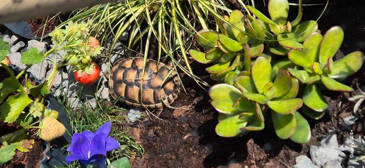 Mooie testudo marginata geb 2020