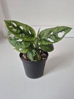 Monstera Adansonii Mint, Ophalen