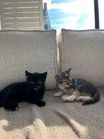 Twee lieve meisjes kittens te koop, Poes, Kortharig, 0 tot 2 jaar