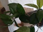 Hoya, Ophalen, Overige soorten, Halfschaduw, Minder dan 100 cm