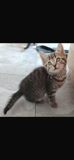 Kruising Kittens, Dieren en Toebehoren, Katten en Kittens | Overige Katten, Kater, Kortharig, 0 tot 2 jaar