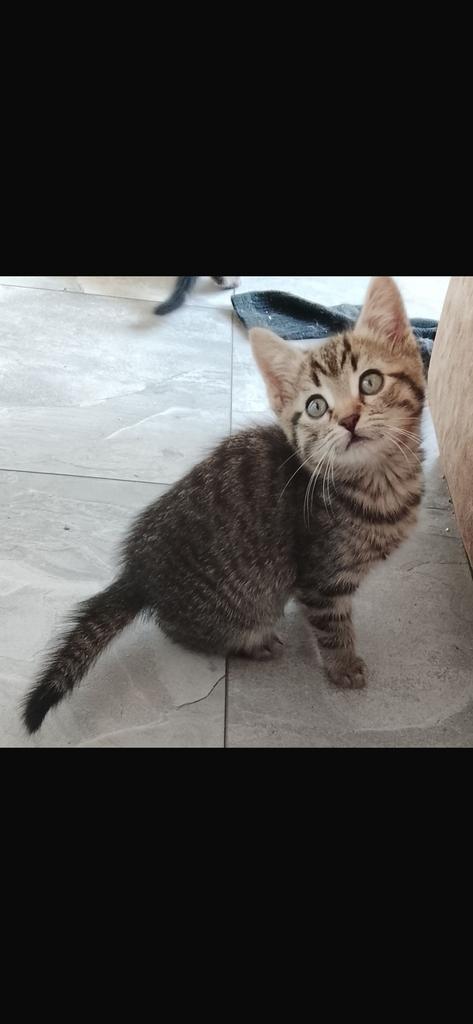 Kruising Kittens, Dieren en Toebehoren, Katten en Kittens | Overige Katten, Kortharig, Kater, 0 tot 2 jaar