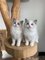Zeer mooie ragdoll kittens (met stamboom), Dieren en Toebehoren, Meerdere dieren
