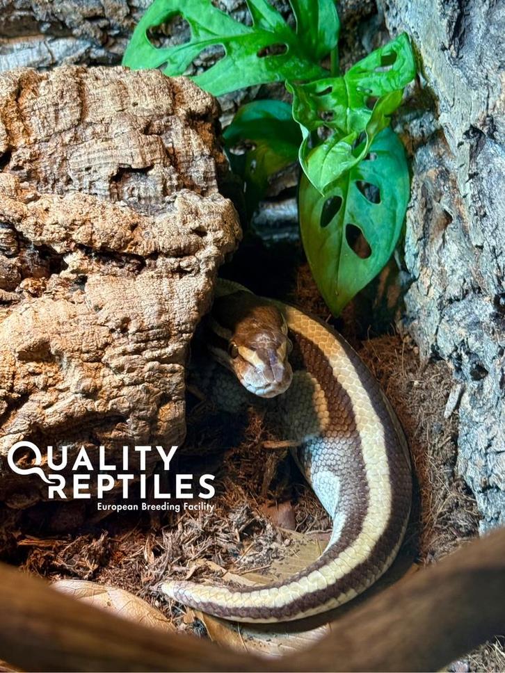 Ball python (Python regius) tam met of zonder terrarium.