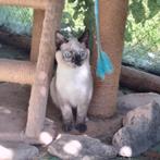 Lieve kittens broer en zus Siamees X gecastreerd, Meerdere dieren, Gechipt, 0 tot 2 jaar