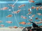 Aulonocara Red Blotched Multicolor Malawi Cichliden, Vis