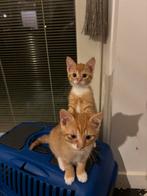 Rode Kitten en jonge lapjes poes zwart@Snicker, Poes, 0 tot 2 jaar