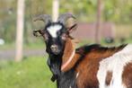 Dwergbokje zoekt nieuwe vriendinnetjes, Dieren en Toebehoren, Schapen, Geiten en Varkens, Mannelijk, Geit