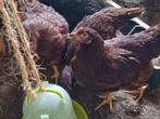 Rhode island red 2 hennen + 1 haan, Dieren en Toebehoren, Meerdere dieren, Kip