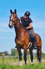 Bijrijder aangeboden, bijrijdpaard gezocht, Ophalen of Verzenden