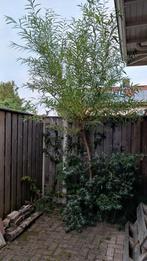 (Knot) wilg, Tuin en Terras, Planten | Bomen, Ophalen, Overige soorten, 100 tot 250 cm