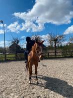 Verzorgpony gezocht/bijrijder aangeboden, Dieren en Toebehoren, Paarden en Pony's | Verzorgingsproducten, Ophalen of Verzenden