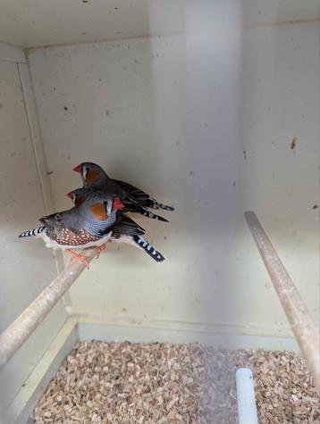 ZEBRAVINKEN mannen  beschikbaar voor biedingen
