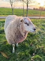 Noord hollandse dekram, Dieren en Toebehoren, Schapen, Geiten en Varkens, Mannelijk, Schaap