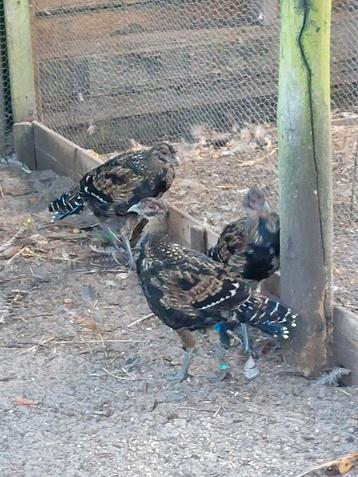 Te koop jonge mikado fazanten beschikbaar voor biedingen