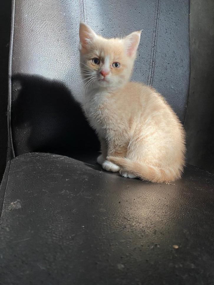 Kittens, Dieren en Toebehoren, Katten en Kittens | Overige Katten, Kortharig, Poes, 0 tot 2 jaar