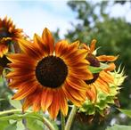 Zaden oranje zonnenbloem, Ophalen of Verzenden, Volle zon