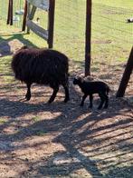 Quessant ramlam, Dieren en Toebehoren, Schapen, Geiten en Varkens, Meerdere dieren, Schaap, 0 tot 2 jaar