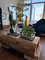 Boomstam pot + Cactus + kunstplant, Ophalen, Cactus, Volle zon, Minder dan 100 cm