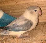 Mooie agapornis te koop, Vrouwelijk, Dwergpapegaai of Agapornis