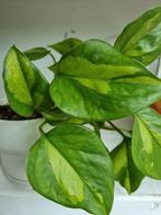 epipremnum global green stek, Ophalen of Verzenden, Halfschaduw, Minder dan 100 cm