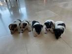 Jack Russell  pups, Dieren en Toebehoren, Meerdere, 8 tot 15 weken, Meerdere dieren, Nederland