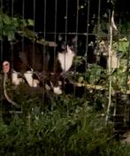 Jonge zwart-witte kater gevonden Grootebroek, Dieren en Toebehoren, Vermiste en Gevonden Dieren, Kat