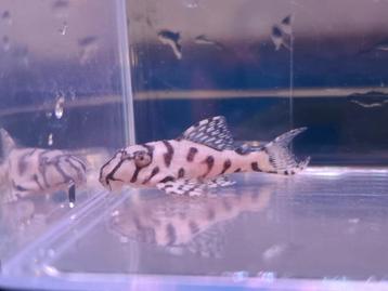 L236SW +/-5cm beschikbaar voor biedingen